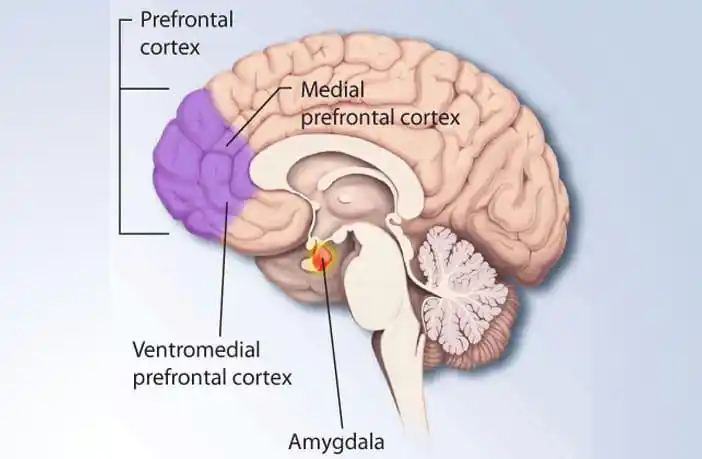 the position of the amygdala