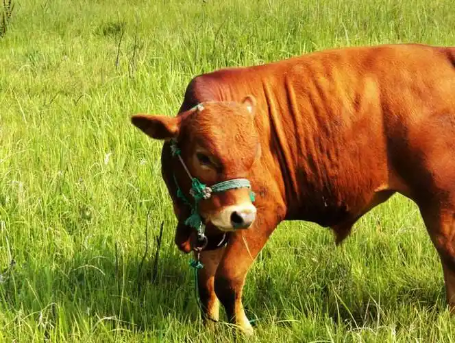 勤劳勇敢的老黄牛!