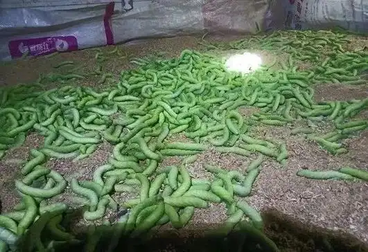 新野上港乡:养殖"豆虫"有诀窍 群众致富有保障