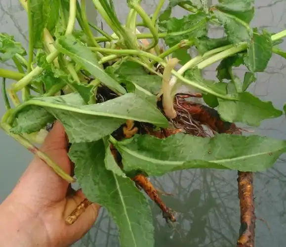 在农村,凉拌羊蹄草是最常见的食用方法,每年4月左右,是食用最佳的季节