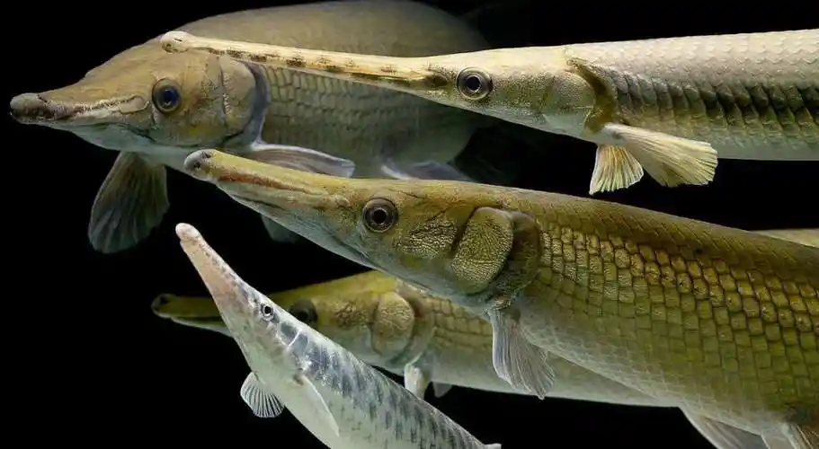 短吻雀鳝 - 雀鳝 - 龙巅观赏鱼