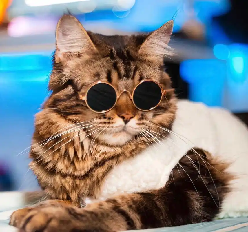 猫咪头像 霸气猫咪 头像 动物头像 一组霸气侧漏的猫咪头像