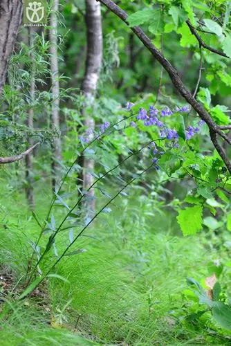 北方沙参(adenophora borealis) (1).jpg 相邻时间拍摄的照片      张