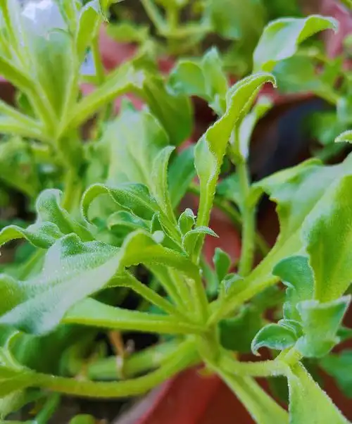 冰菜,很形象啊!那些天然的小晶莹! - 夏至花开花落 - 图虫