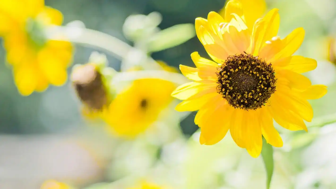 唯美治愈系自然风景图片桌面壁纸