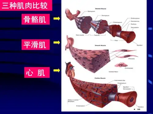 组织学教学课件7肌组织
