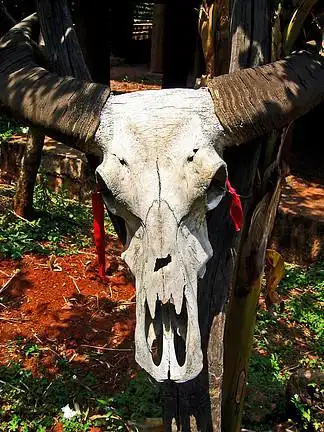 佤族的牛头图腾