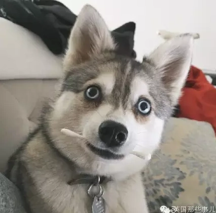 这狗要逆天,一副对世界充满惊讶的表情是闹哪样!