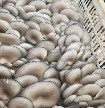 [鲜平菇批发]鲜平菇 黑平菇 自产自销基地价格2.00元/斤 - 一亩田