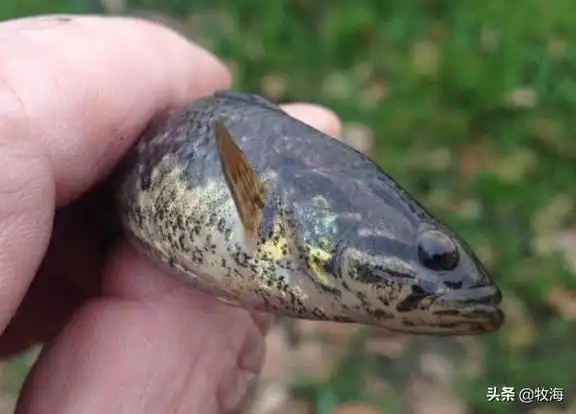 这种鱼在南方有不少亲戚,比如尖头塘鳢(珠江,台湾),中华乌塘鳢(台湾