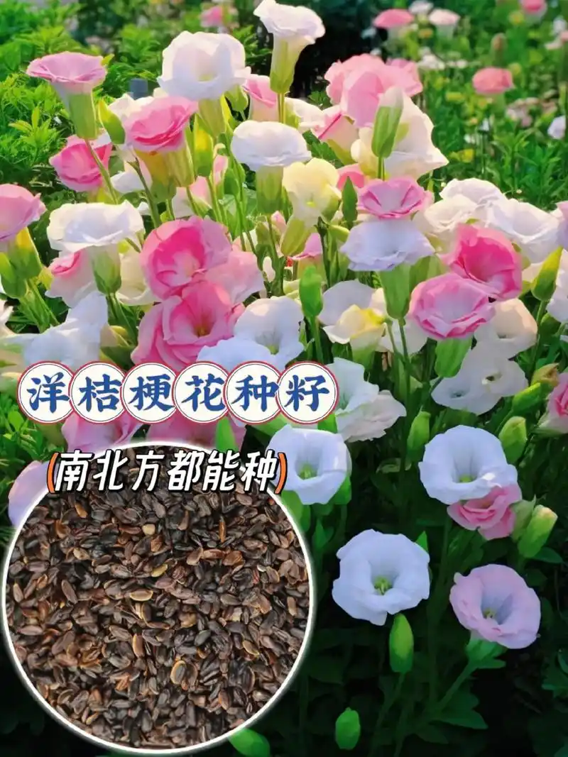 洋桔梗的花语是不变的爱只给你 - 抖音