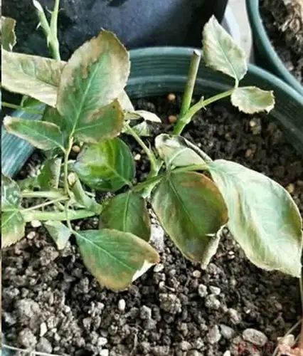 这种肥害最容易被花友忽略但是直接影响开花效果