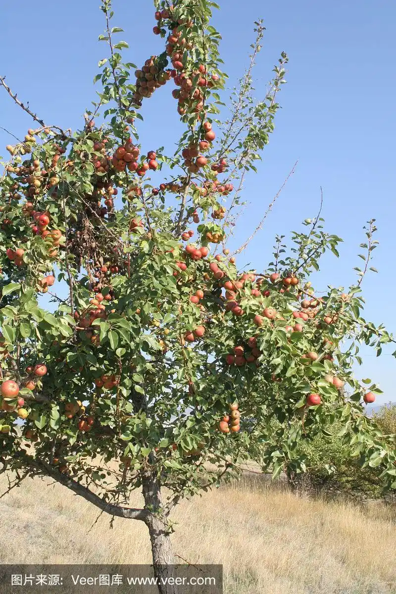 野生麦金塔苹果树