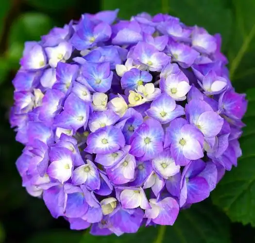 优雅迷人|精选紫色绣球花高清美图欣赏