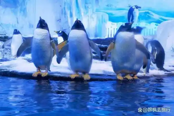 青岛极地海洋馆游玩攻略,青岛海底世界游玩顺序