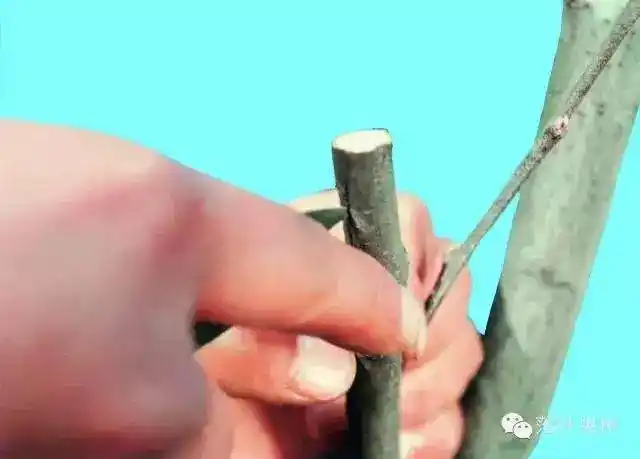 插皮嫁接方法大介绍!砧木离皮而接穗不离皮