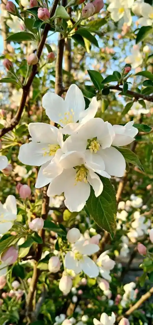 最美人间四月天,清新海棠花