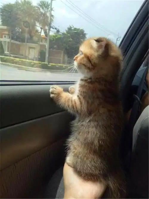 分享一组小猫咪坐车时候的表情,一个个的简直不要太搞笑!