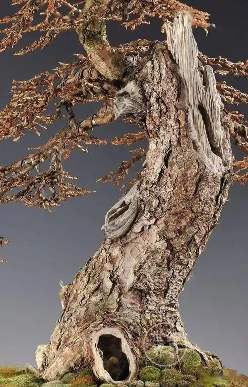 枯干,凸显老态_盆景_willy_诺朗德斯