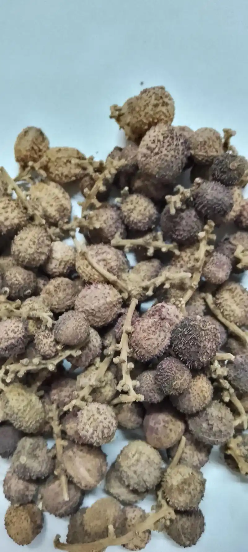 广东阳春特产"春砂仁".春砂仁养胃健脾祛湿方 回答于2023 - 抖音