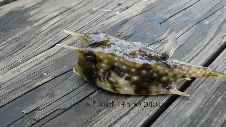 牛角鱼 是比较少见的一种海鱼