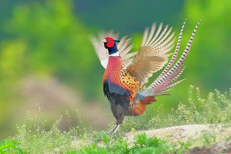 七彩山鸡《环颈雉》