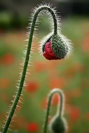 含苞待放的虞美人花苞