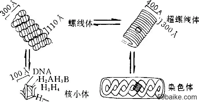 染色体的四级结构模型