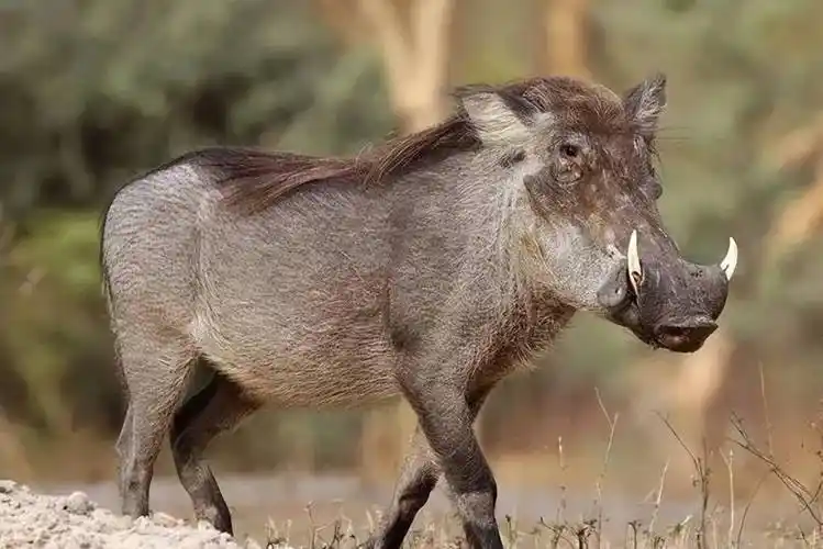 山猪野猪有什么区别?看完就知道了!_生活_养殖户_家养