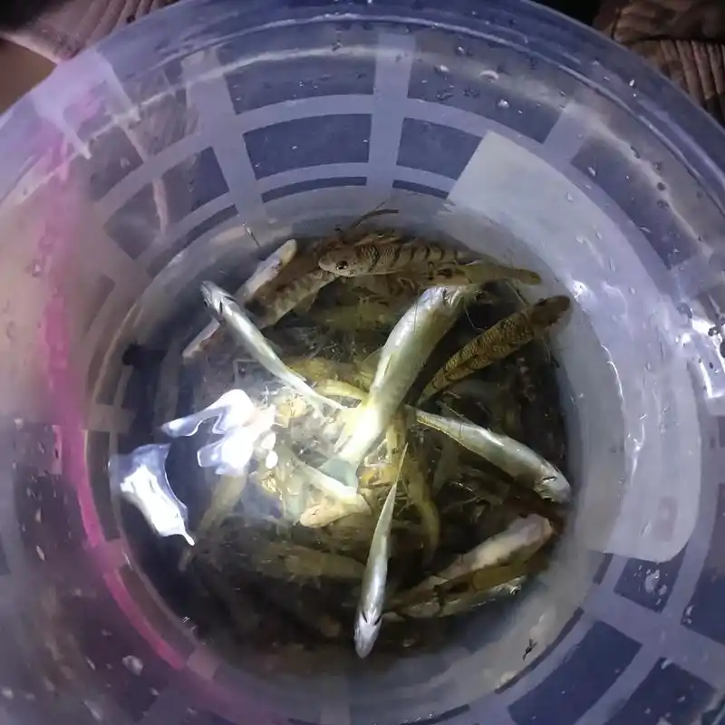 一个半小时的作品,徒手抓鱼 - 抖音