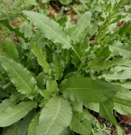 马刺蓟:叶子上到处是刺,叶子焯一下可以煮稀饭,有开胃健脾,解毒凉血的