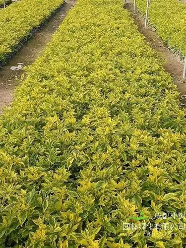 黄叶假连翘报价