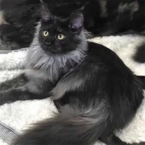 纯种宠物猫cfa血统蓝眼家养有血统证书