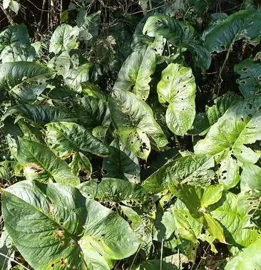 [慈姑批发]簕茨菇价格30.00元/斤 - 一亩田