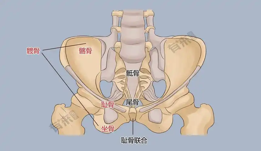 位置主要起传递躯干重力于下肢的作用为不规则扁骨,上部扁阔,中部窄厚