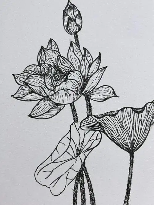 荷花线描练习30天23天