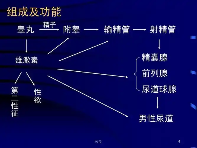 组成及功能 睾丸 精子 附睾 输精管 射精管 精囊腺 前列腺 雄激素