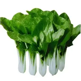 长梗白菜种子 高梗白菜 四季种植蔬菜籽 小青菜种子 抗病高产_双氙