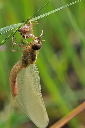 水虿蜕化成蜻蜓