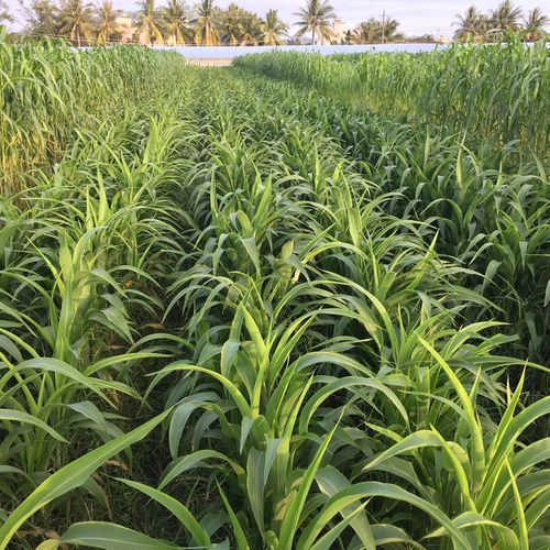 进口墨西哥玉米草种子牧草种子喂养牛草羊草鱼草鹅草种子苏炫墨西哥