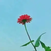 红花一朵微信头像_微信头像图片大全