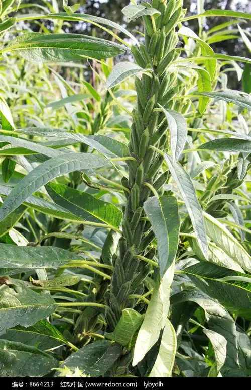 丰收在望的芝麻