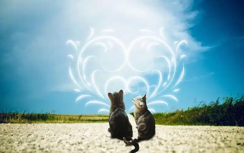 猫咪名叫米粒儿,很可人的小猫,这幅里的两只猫都是米粒儿,p在了一起