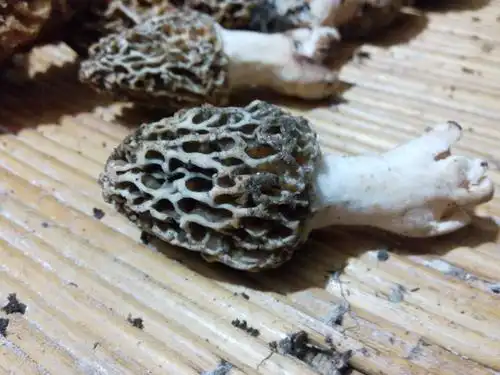 请问这是羊肚菌吗?我家是黑龙江的,黑龙江有这个东西吗?