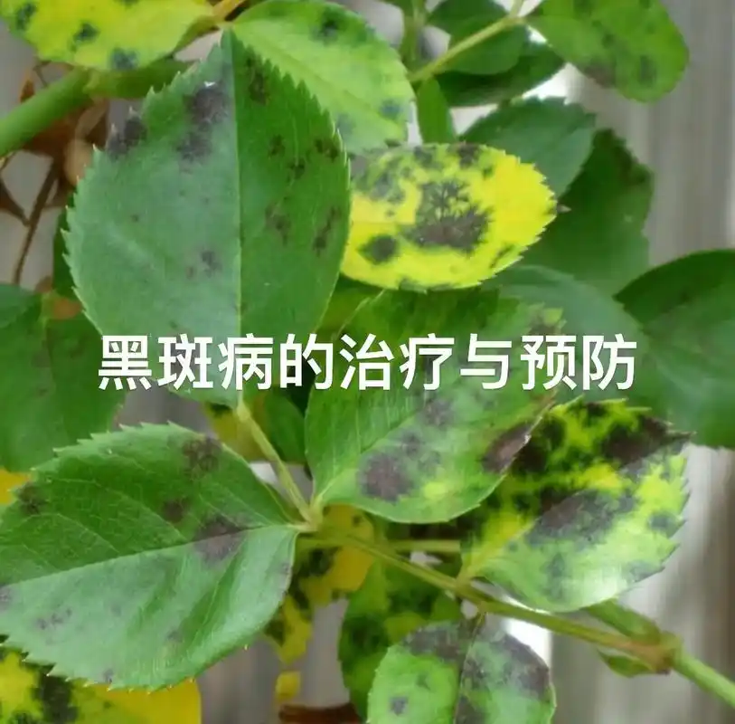 月季黑斑病,烦人但好治.#爱生活爱养花 #月季 #黑 - 抖音