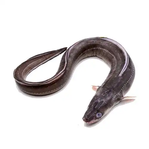 520礼物送女友新鲜鳗鱼整条冷冻海鲜大海鳗七星曼三斤装