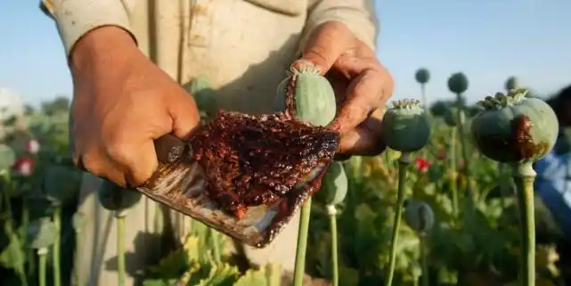 从科学角度来讲那些添加罂粟的食物会让人上瘾吗