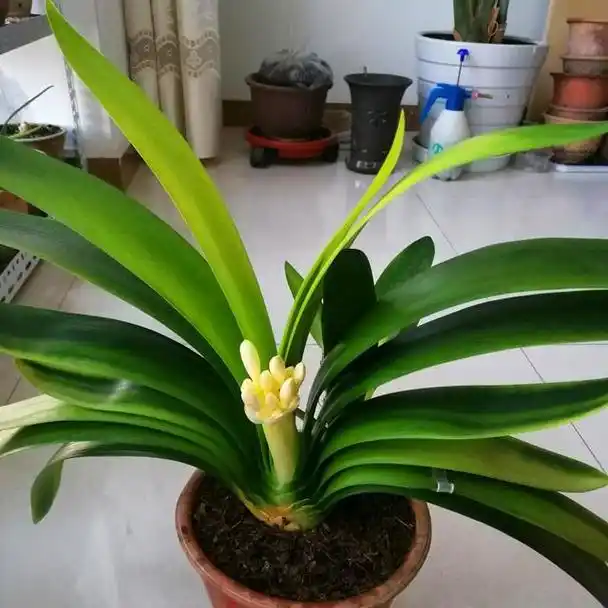 君子兰基座松散?注意3点,轻松养出优美"大座基"