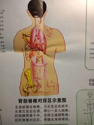 全息穴区示意图