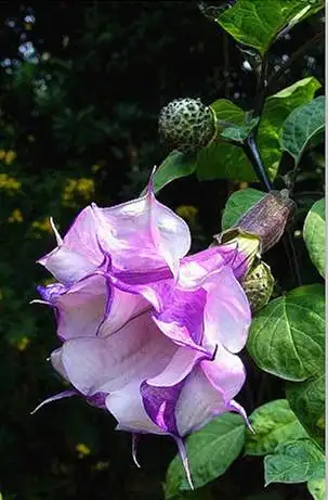 曼陀罗花图片 曼陀罗图片 曼陀罗花植物花卉图片